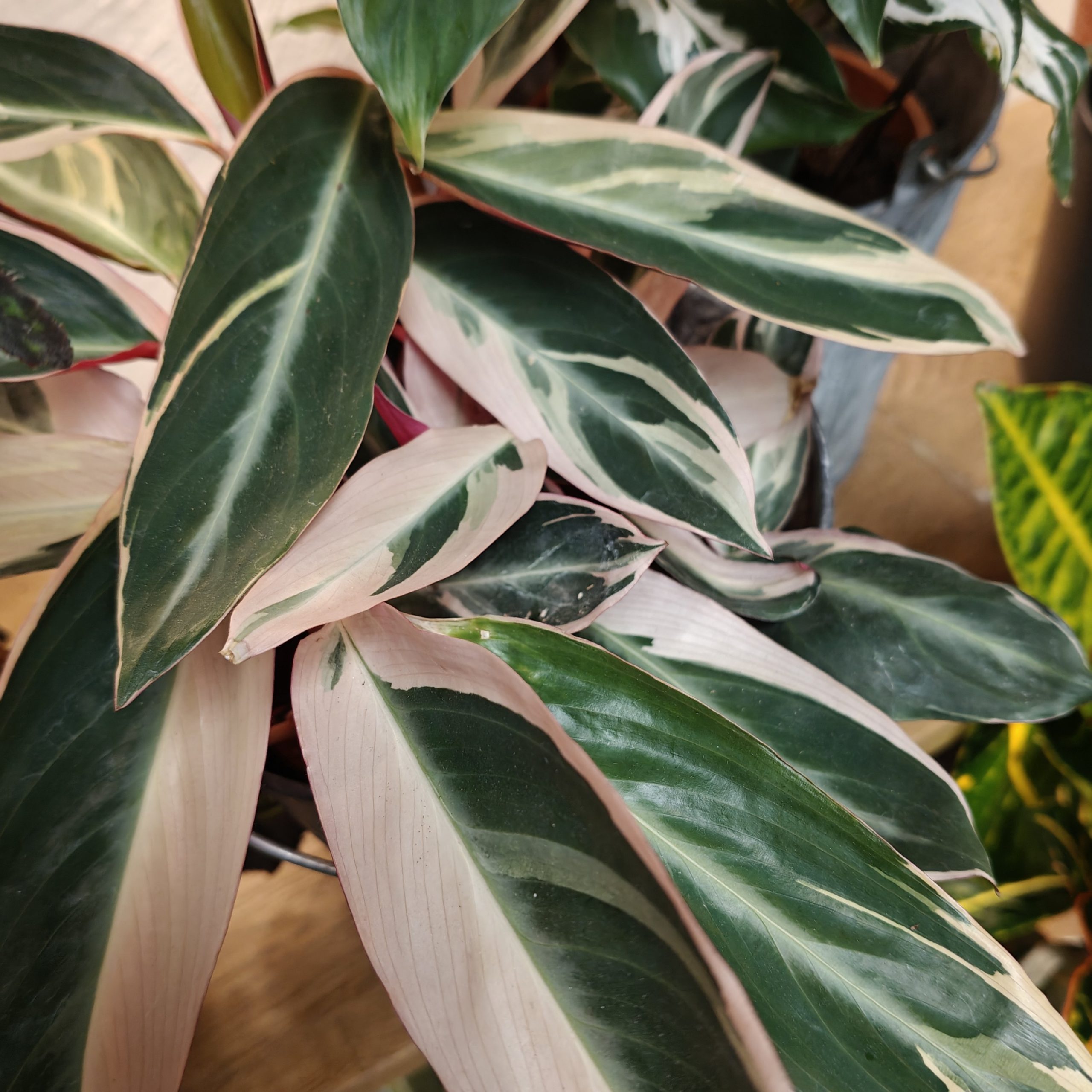 Calatheas mix - Imagen 24