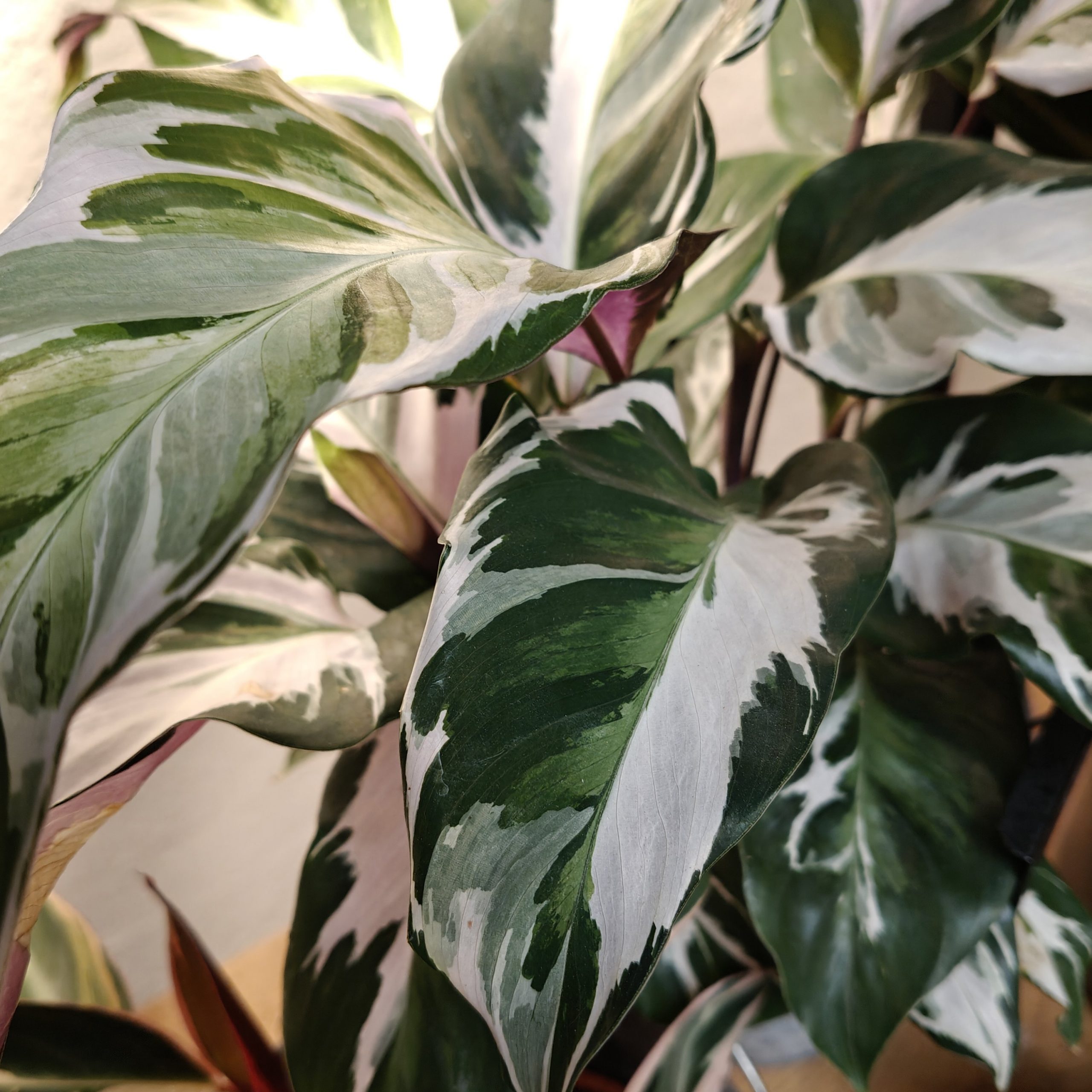 Calatheas mix - Imagen 23