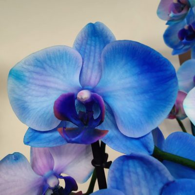 Phalaenopsis (Orquídeas)