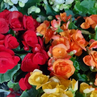 Begonia