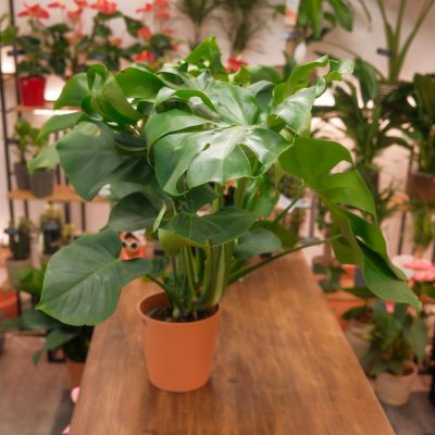 Monstera grande