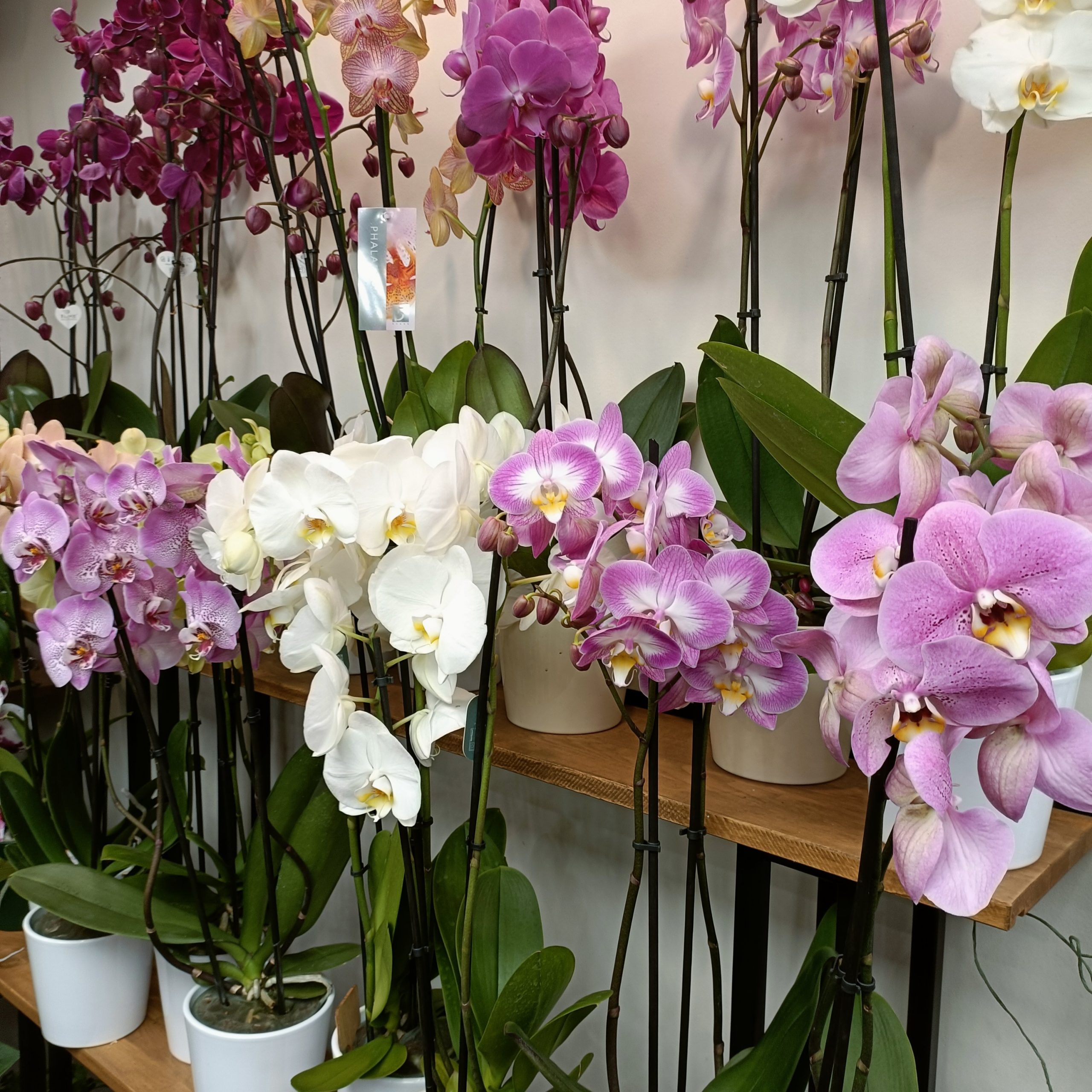 Phalaenopsis 3 varas (Orquídea) - Imagen 2