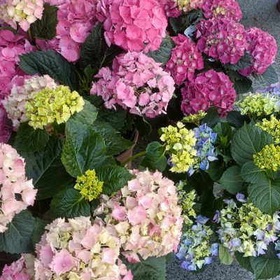 Hortensia planta