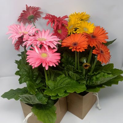 Gerbera planta