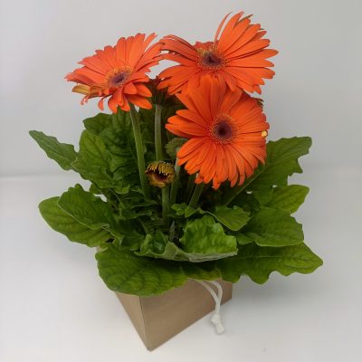 Gerbera planta