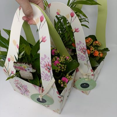 Bolsa 2 plantas