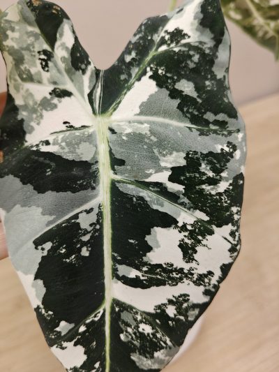 Alocasia variegata - Imagen 4