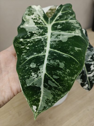Alocasia variegata - Imagen 5