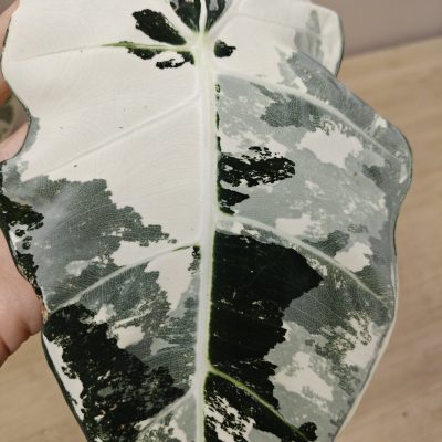 Alocasia variegata
