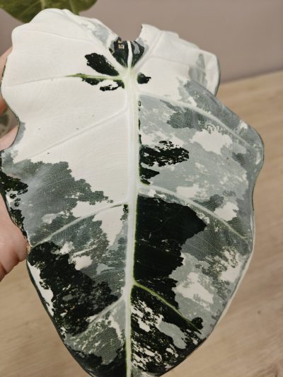 Alocasia variegata - Imagen 2