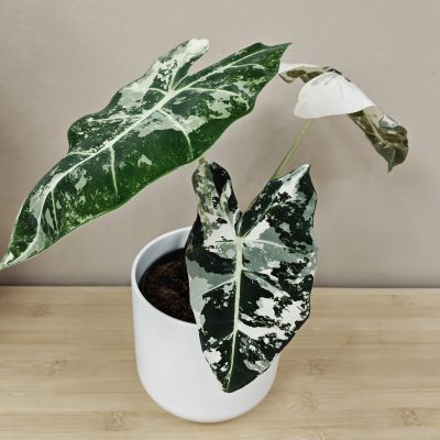 Alocasia variegata