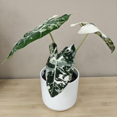 Alocasia variegata - Imagen 3