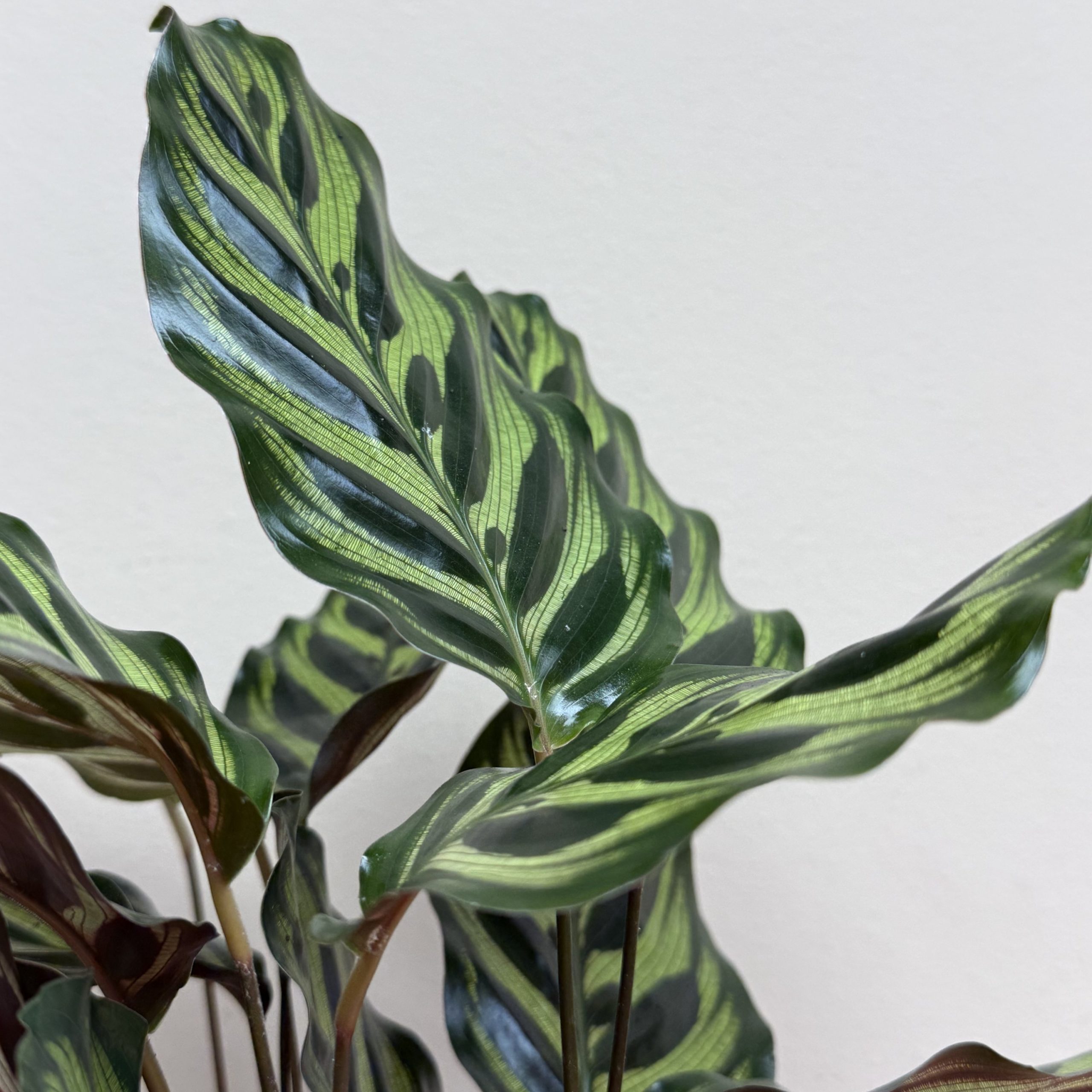 Calathea y macetero - Imagen 4