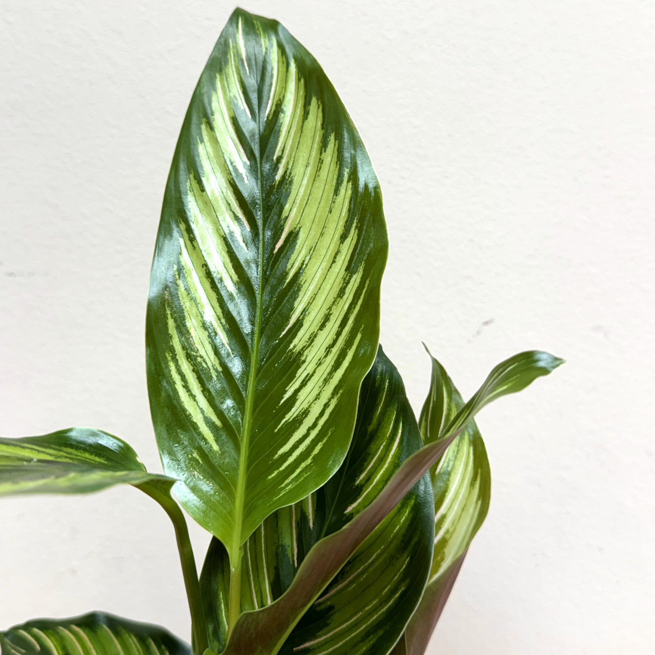 Calathea y macetero - Imagen 5