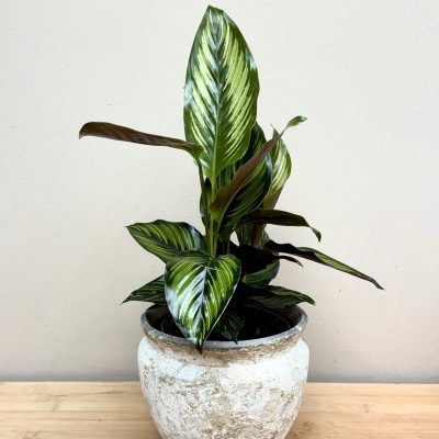Calathea y macetero