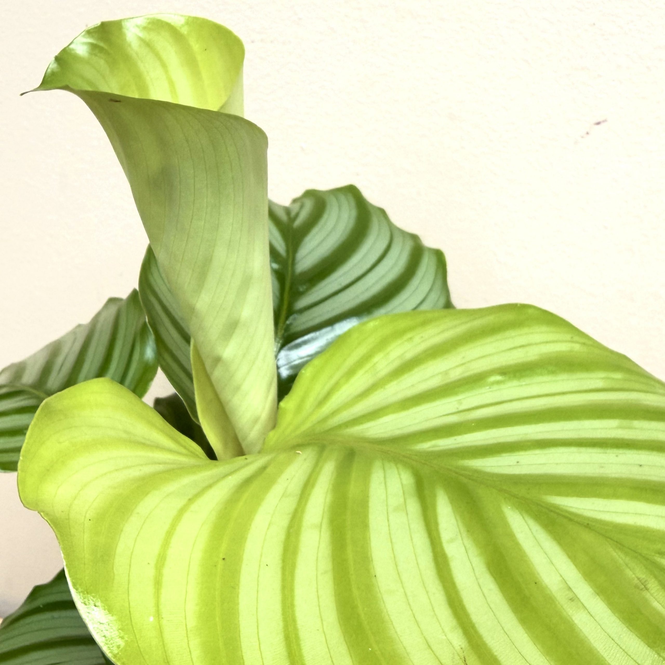 Calathea y macetero - Imagen 8