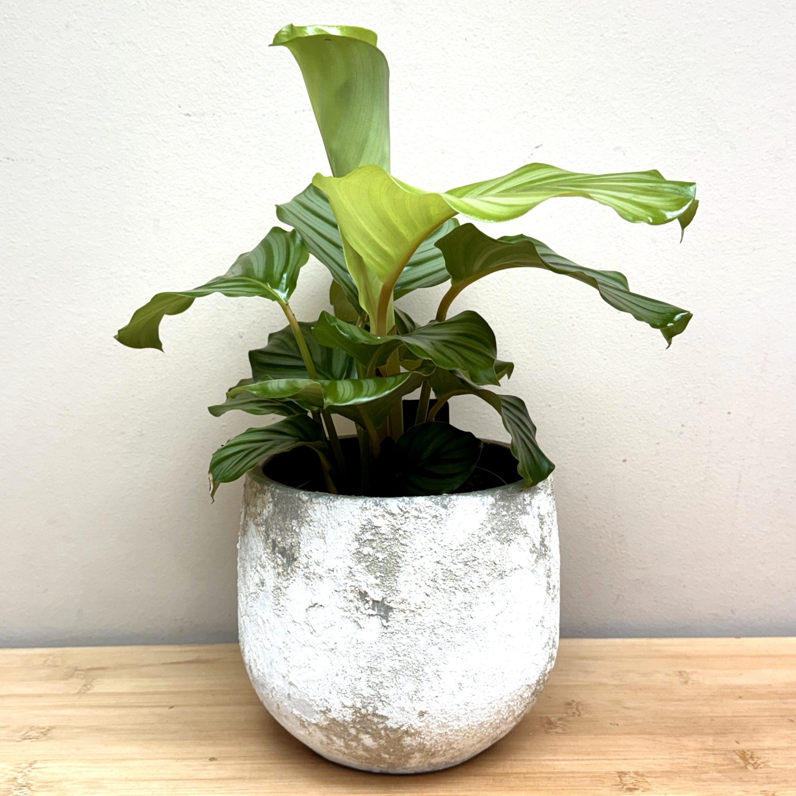 Calathea y macetero - Imagen 7