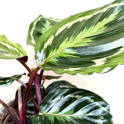 Calathea y macetero