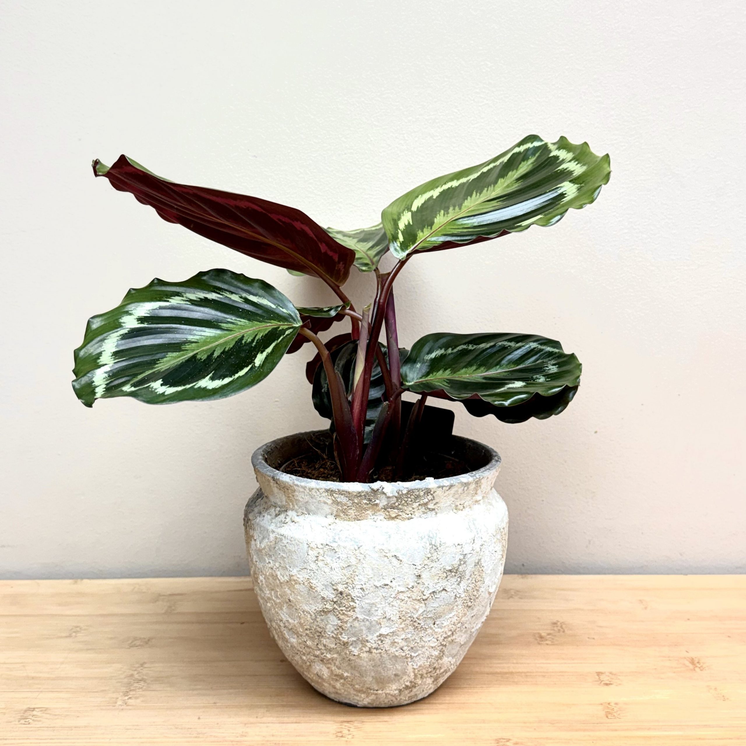 Calathea y macetero - Imagen 6