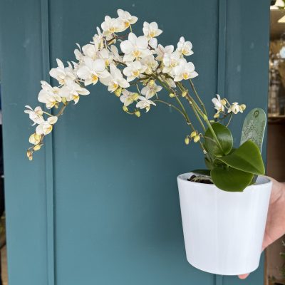 Phalaenopsis ramificada