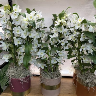 Orquídea Dendrobium y macetero