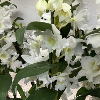 Orquídea Dendrobium y macetero