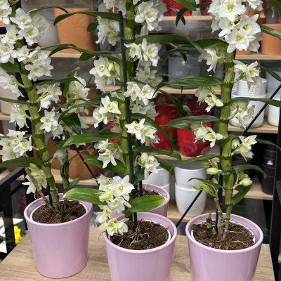 Orquídea Dendrobium y macetero