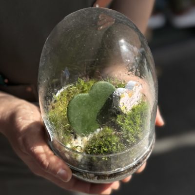 Terrarium hoya kerri