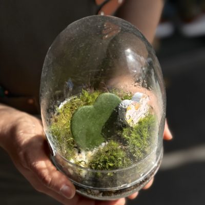 Terrarium hoya kerri