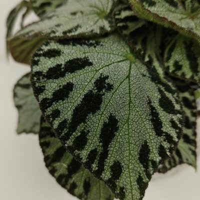 Begonia Silver