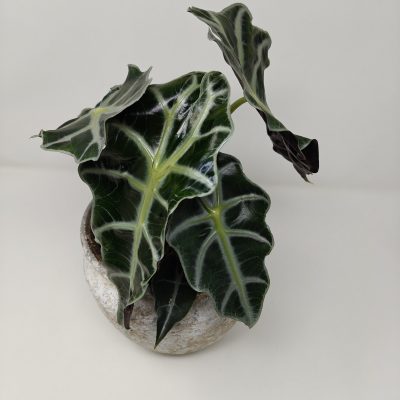 Alocasia Polly