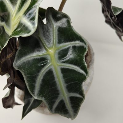 Alocasia Polly