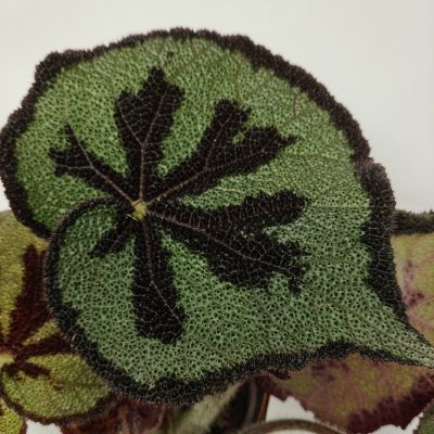 Begonia masoniana
