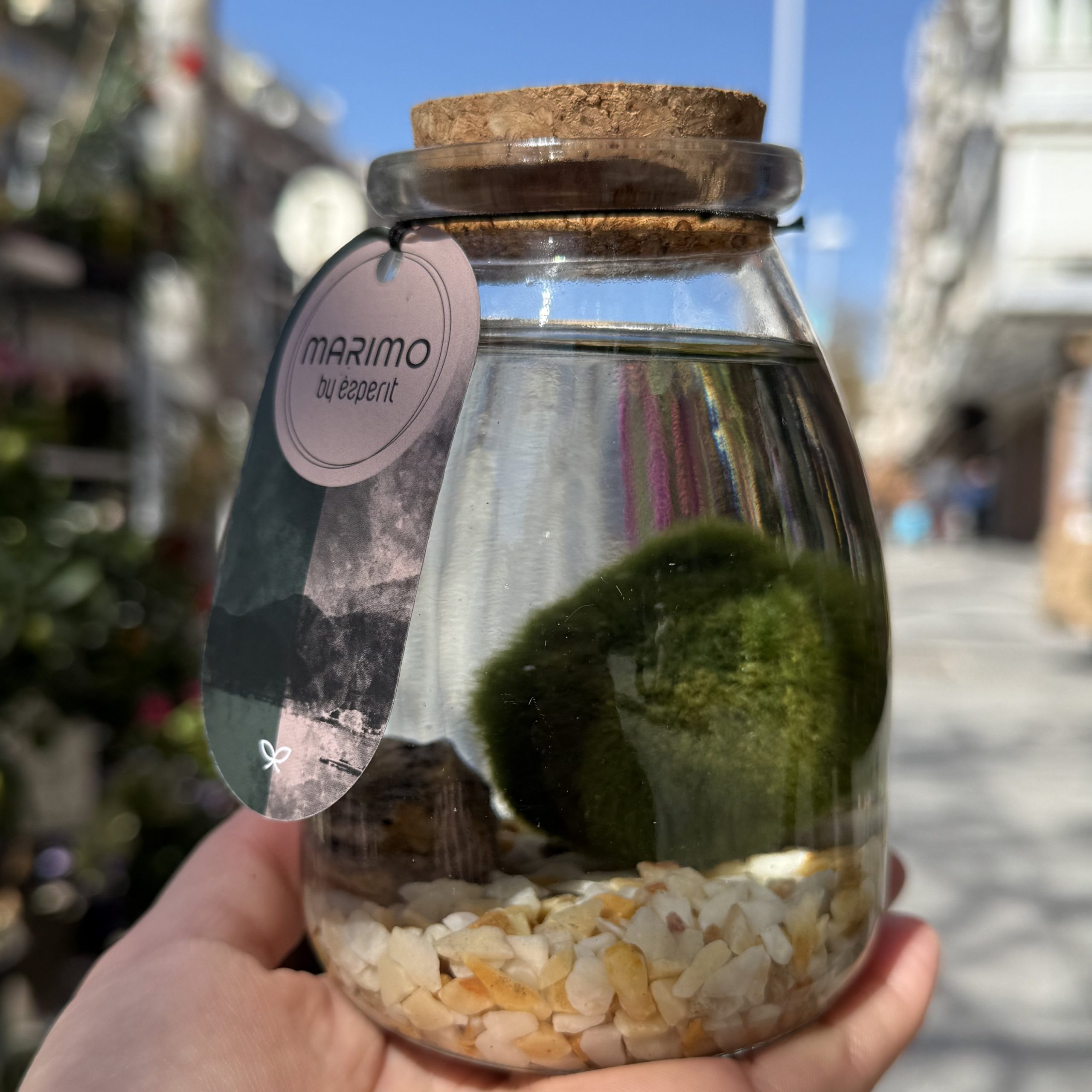Marimo - Imagen 3
