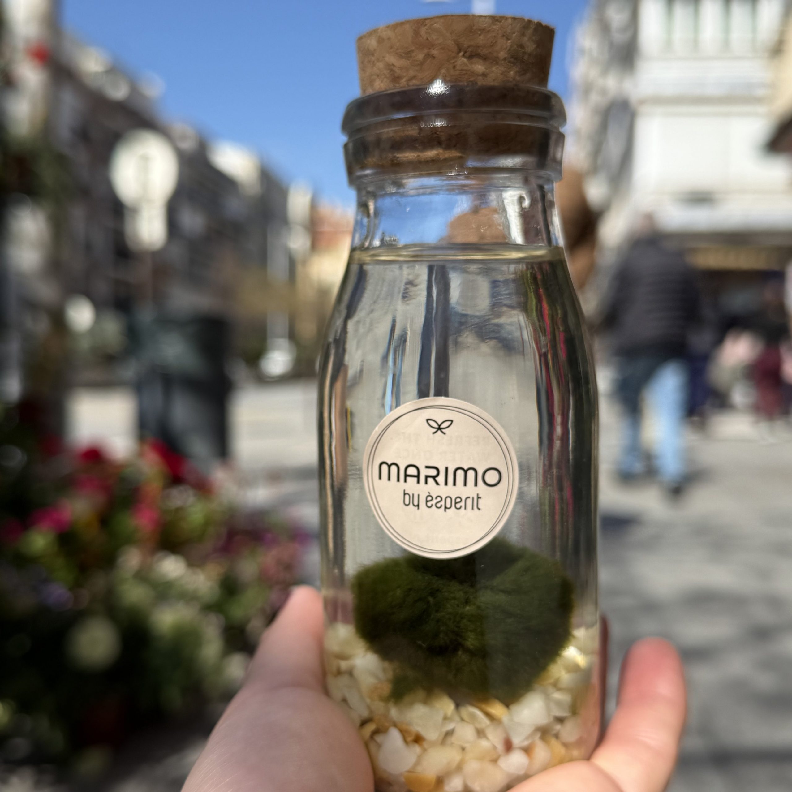 Marimo - Imagen 4