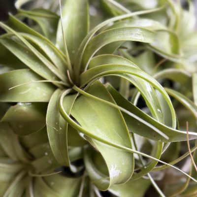 Tillandsia Xerografica