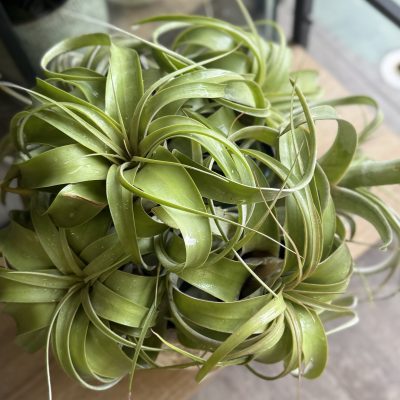 Tillandsia Xerografica