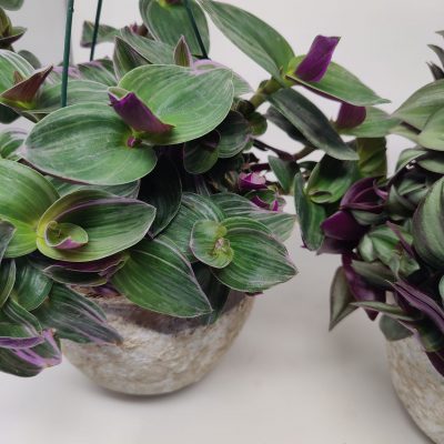 Tradescantia